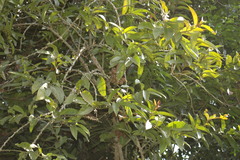 Scleropyrum pentandrum